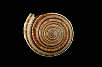 藏品(黑線車輪螺)的圖片